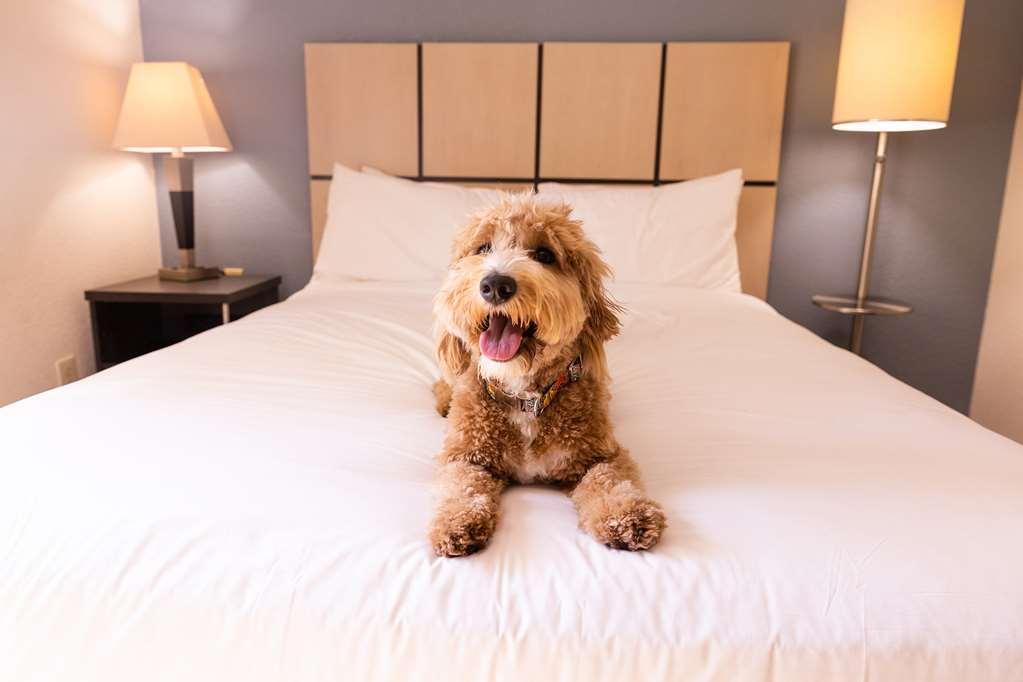 Sonesta Simply Suites Phoenix Tempe Oda fotoğraf
